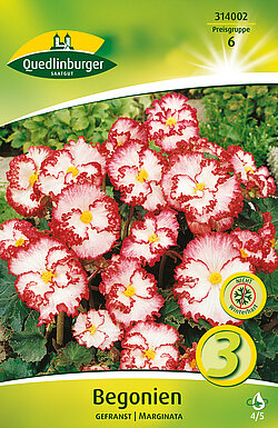 begonien-gefranst-marginata-314002