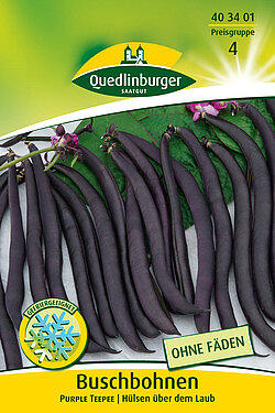 Buschbohnen Purple Teepee
