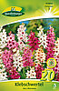 klebschwertel-ixia-mischung-313050