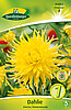 dahlie-kaktus-kennemerland-314054