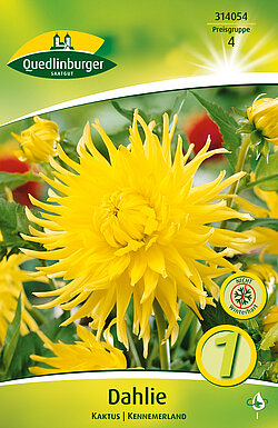 dahlie-kaktus-kennemerland-314054
