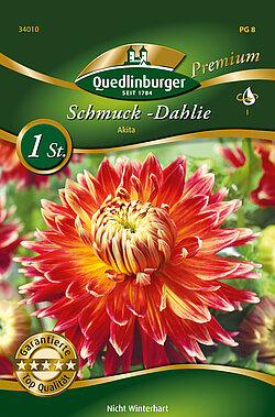 schmuck-dahlie-akita-34010
