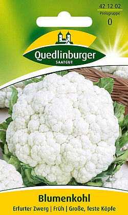 Blumenkohl Erfurter Zwerg Blumenkohl Erfurter Zwerg