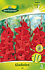 gladiolen-rot-314012