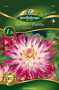 kaktus-dahlie-hayley-jane-34035