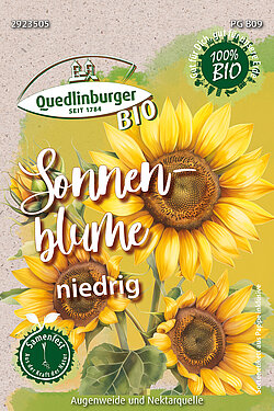 Sonnenblume niedrig