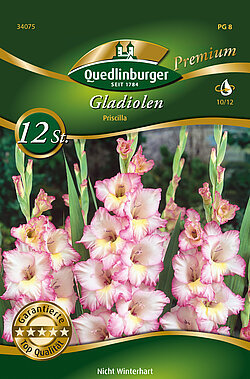 gladiolen-priscilla-34075