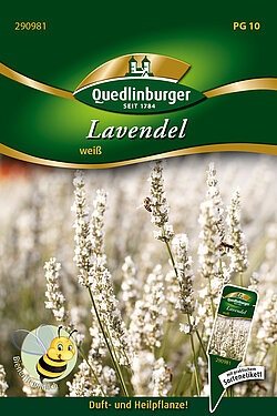 Lavendel Weiss