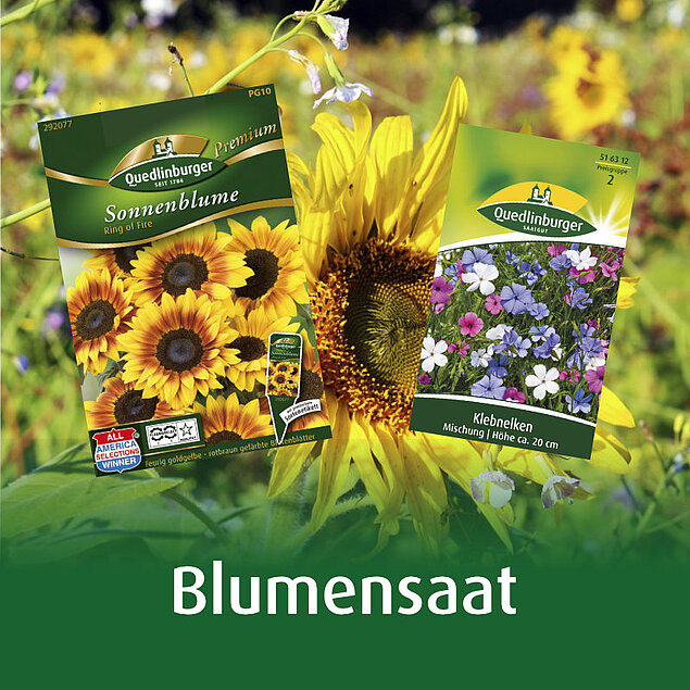 Blumensaat