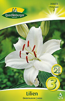 lilien-orientalische-weiss-313072