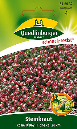 Steinkraut Steinkraut