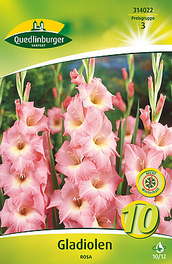 gladiolen-rosa-314022