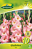 gladiolen-rosa-314022