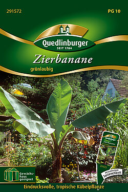 Zierbanane gr&uuml;nlaubig
