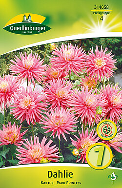 dahlie-kaktus-park-princess-314058