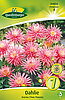 dahlie-kaktus-park-princess-314058