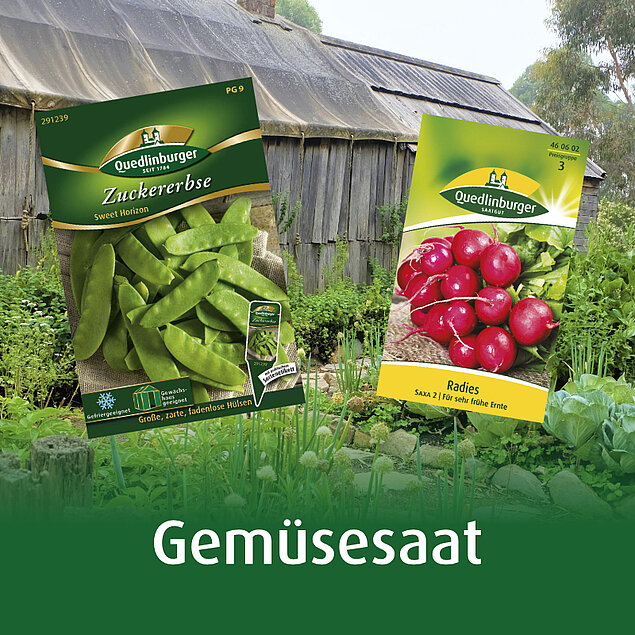 Gem&uuml;sesaat
