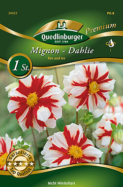 mignon-dahlie-fire-and-ice-34025