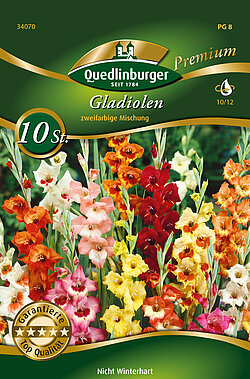 schmetterlings-gladiolen-zweifarbige-mischung-34070