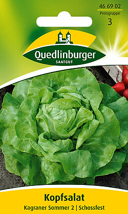 Kopfsalat Kagraner Sommer 2 Kopfsalat Kagraner Sommer 2