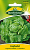 Kopfsalat Kagraner Sommer 2