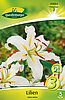 lilien-gelb-weiss-313064