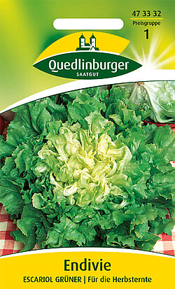 Endivien Escariol grüner Endivien Escariol grüner
