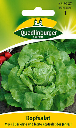 Kopfsalat Muck