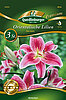orientalische-lilien-star-gazer-34090