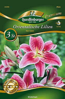 orientalische-lilien-star-gazer-34090