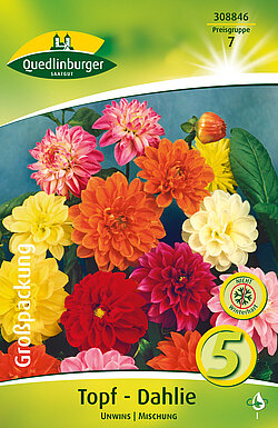 topf-dahlien-unwins-mischung-308846