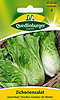 Zichoriensalat Zuckerhut