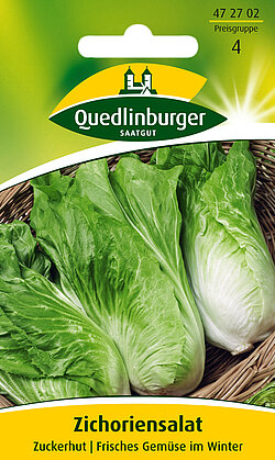 Zichoriensalat Zuckerhut Zichoriensalat Zuckerhut