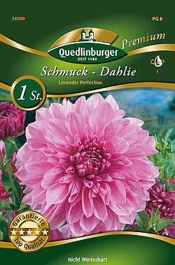 schmuck-dahlie-lavender-perfection-34040