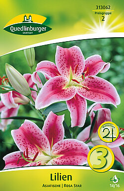 lilien-asiatische-rosa-star-313062