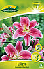 lilien-asiatische-rosa-star-313062