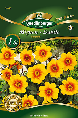mignon-dahlie-sunshine-34050